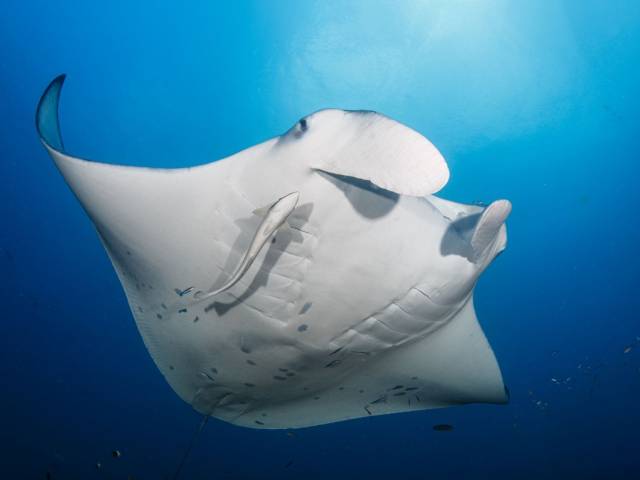 Manta